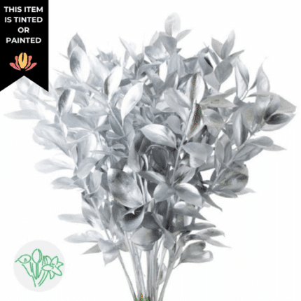 Israeli Ruscus Dyed Silver hol