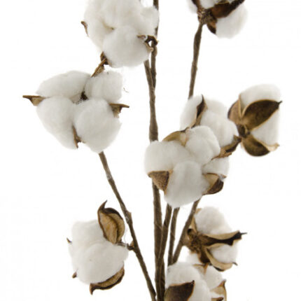 COTTON STALK NATURAL 3ST per bunch