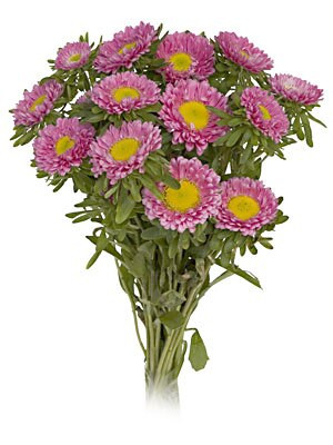 Aster Matsu Pink can. -