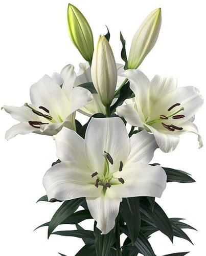 Lily Lowland holl2+