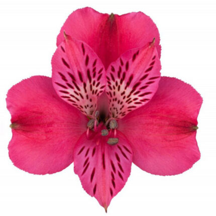 Alstro Hot Pink rio sel