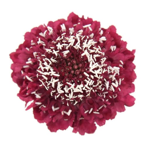 7a2be7b8-af53-457e-9341-7f71a00d2f93.jpg Scabiosa Strawberry holex - Image 1