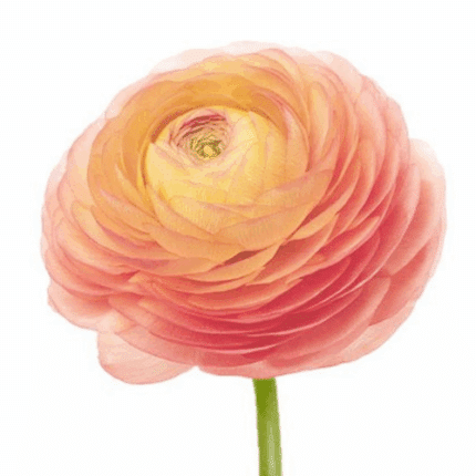 Ranunculus Peach rio super sel