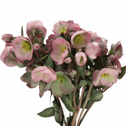 Helleborus Dorothy's Dawn holl