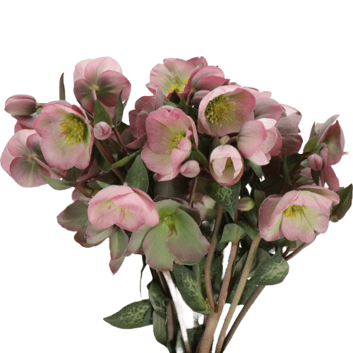 7a30a75f-f787-44ba-84ac-586c80d38273.png Helleborus Dorothy's Dawn holl - Image 1
