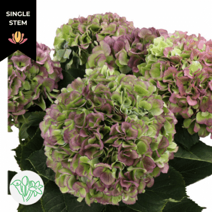 Hydrangea Purple Antique holl(