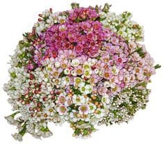 Waxflower Asst misty