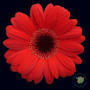 Germini kir candada(redw/blk