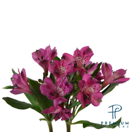 Alstro Sel CoteD'Azure Purple
