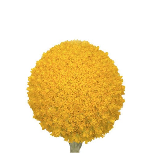 7a554da4-40b8-4546-9153-77e6e6d5857d.jpg Craspedia Jumbo misty - Image 1