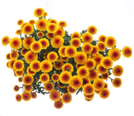 Pom Button Sunball bmark