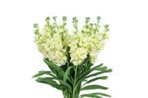 Stock Cream fresca