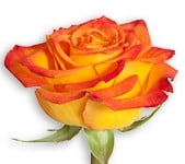 Rose Circus 40cm florisma