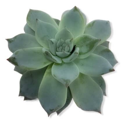 Succelent BlueStar 5cm holl(ST