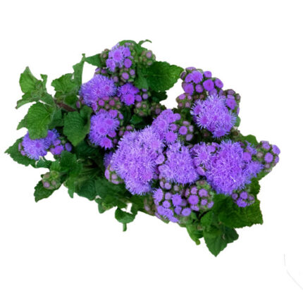 Agerartum Blue gr valley