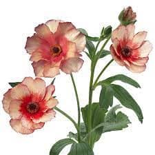 Ranunculus Butterfly Theseus holex
