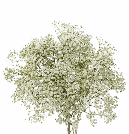 Baby'sBreath MillionStar star fl