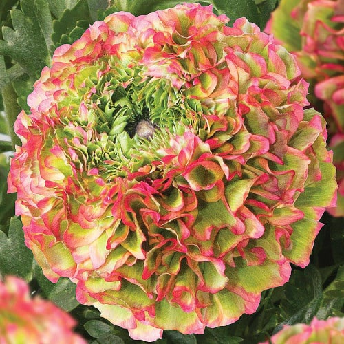 7a806ba6-34fb-4a29-a97d-fbc5c10de948.jpg Ranunculus PonPon Flora Bicolo - Image 1