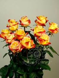 Tequilla sunrise 60/70 rfi