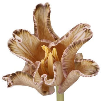 Tulip Co Coronet Latte Vip hol
