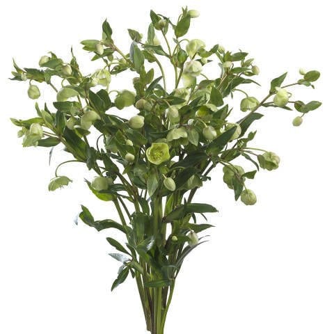 7a93da80-2bbf-4b6e-b0bb-4c79bd3f8624.jpg Helleborus Magnificent bells chile - Image 1