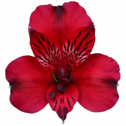 Alstro Premium Red CONT