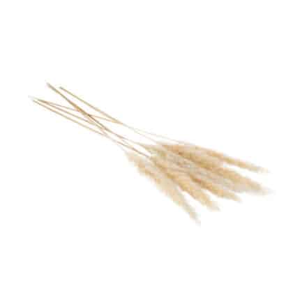 Pampas Grass 25.5"-28" grey