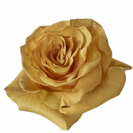 Rose Butter 50cm florecal