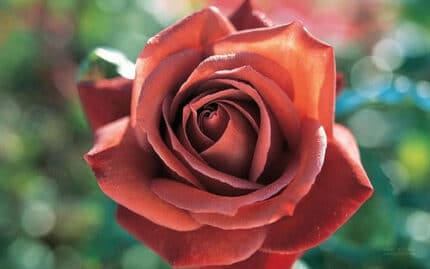 Rose Leonodis 50cm trilogy