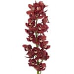 Cymbidium Mini Burg holl(st)