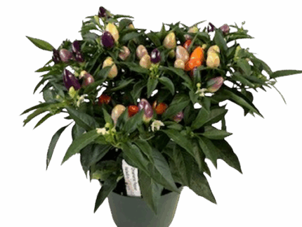 6" ORNAMENTAL PEPPERS