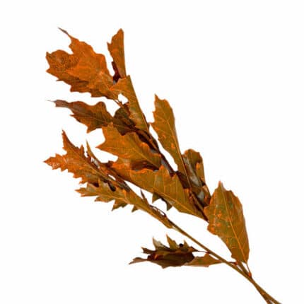 Oak Leave Org holl(20st)