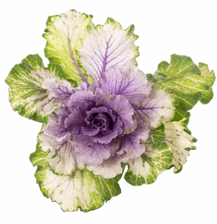 Brassica Flare Rose s.v.(5st)