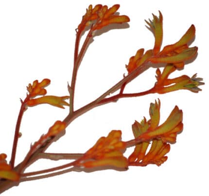 Kangaroo Paws Orange aviv