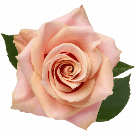 Rose Amaretto Pink 50cm holex