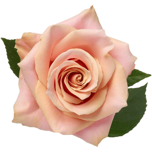 7b1400e3-758c-4d05-b804-9a9ca0e382de.png Rose Amaretto Pink 50cm holex - Image 1