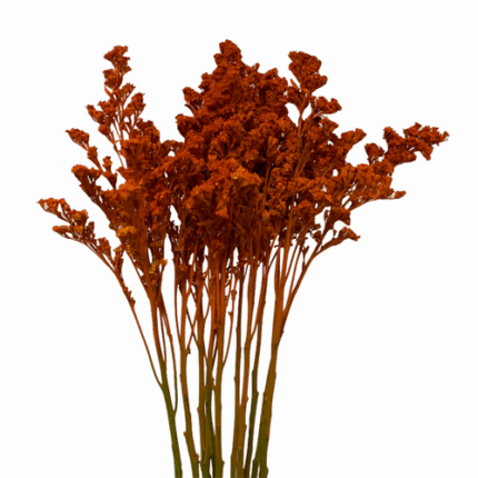 Solidago Orange misty
