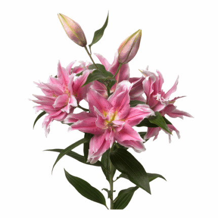Lily Dbl Surprise 2-3 bl mia