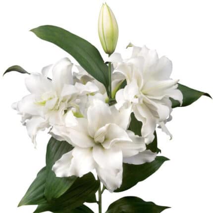Lily Dbl Aisha holex 2+70 whit