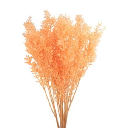 Italian Ruscus Bleached Peach