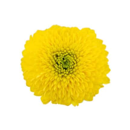 Mum Disbud Ball Yellow fresca(