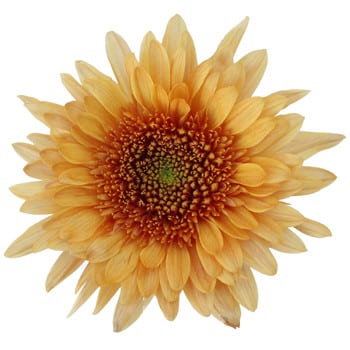 Mum Cremon Bronze Elenora sole