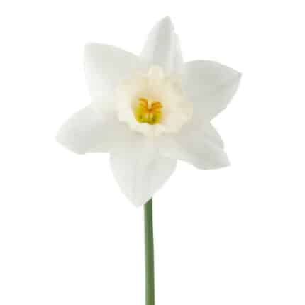 Daffodil WeddingBell holl.