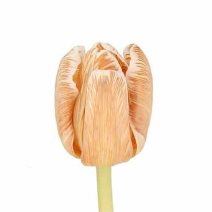 Tulip Painted Soft Caramel hol