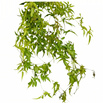 Jasmine Vine camflor
