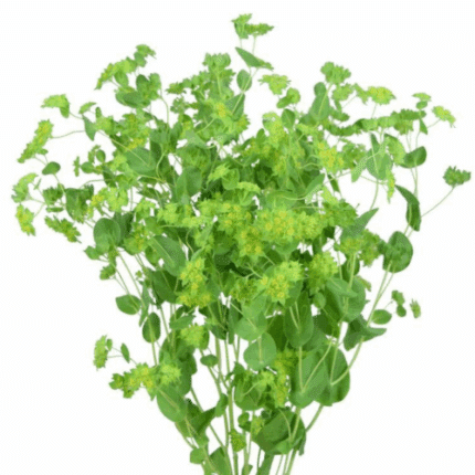 Bupleurum 70cm much