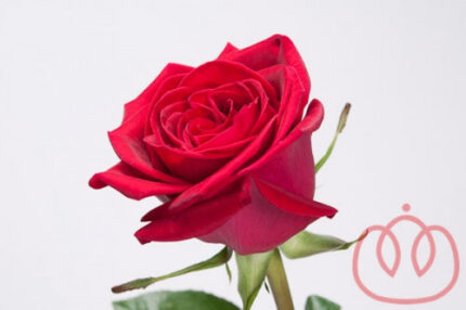 Cherry love 50 rfi