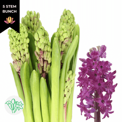 Hyacinth Woodstock holl