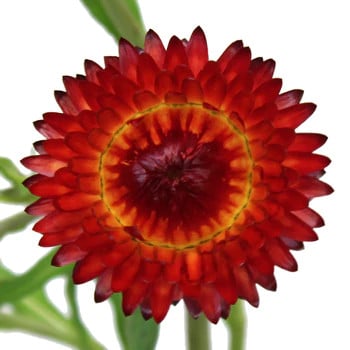 Strawflower Fireball holex