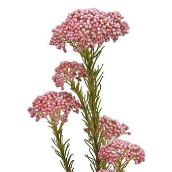 Riceflower Pink cali